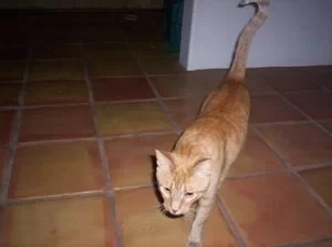 [Hearth.com] New Kitty likes stove......