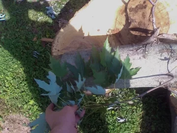 [Hearth.com] What's with Tree guys?