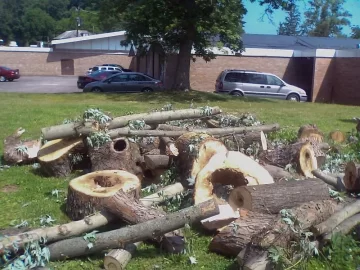 [Hearth.com] What's with Tree guys?