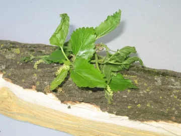 [Hearth.com] Connecticut tree identification