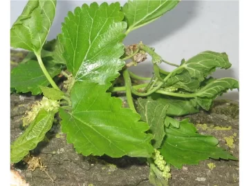 [Hearth.com] Connecticut tree identification