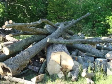 [Hearth.com] More free wood!
