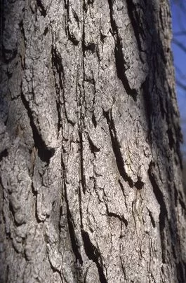 [Hearth.com] Identifying wood