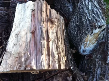 [Hearth.com] So ID da tree