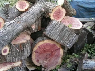 [Hearth.com] Eastern Cedar??