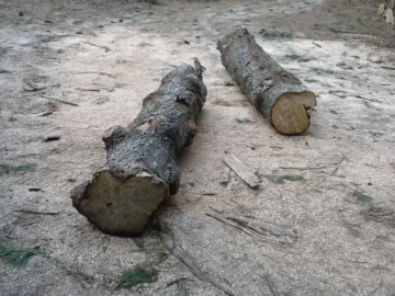 [Hearth.com] Log ID 46, I am going with soft maple on this one.