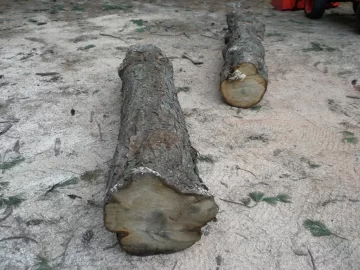 [Hearth.com] Log ID 46, I am going with soft maple on this one.