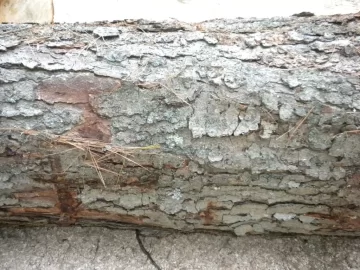 [Hearth.com] Log ID 46, I am going with soft maple on this one.