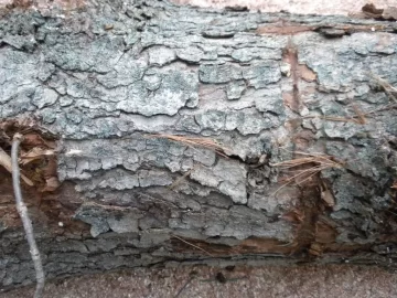 [Hearth.com] Log ID 46, I am going with soft maple on this one.