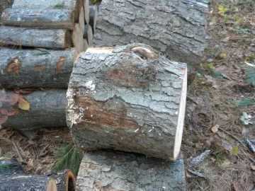 [Hearth.com] Log ID 46, I am going with soft maple on this one.