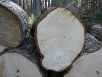 [Hearth.com] Log ID 46, I am going with soft maple on this one.