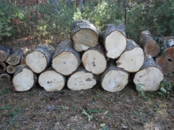 [Hearth.com] Log ID 46, I am going with soft maple on this one.
