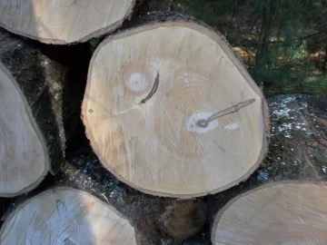 [Hearth.com] Log 47 ID, Hard Maple?
