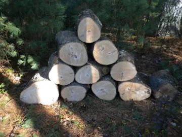 [Hearth.com] Log 47 ID, Hard Maple?