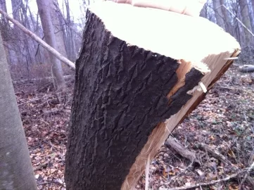 [Hearth.com] wood id?