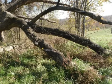 [Hearth.com] Old Dead Oak Tree