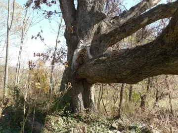 [Hearth.com] Old Dead Oak Tree