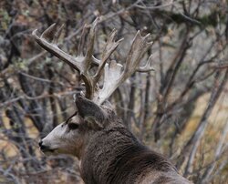 Deer-2.jpg
