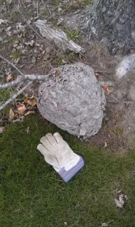 [Hearth.com] Ouch, bees!  Lots of them...