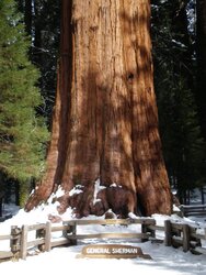 Sequoia N. Park 083.JPG