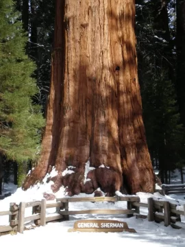 [Hearth.com] General Sherman
