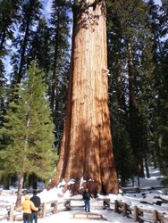 Sequoia N. Park 087.JPG
