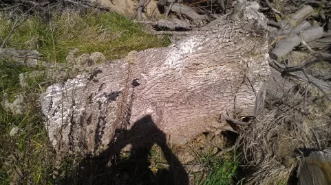 [Hearth.com] Honey Locust