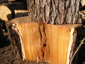 [Hearth.com] Red Elm?