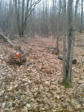 [Hearth.com] SIL woodlot score