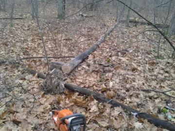 [Hearth.com] SIL woodlot score
