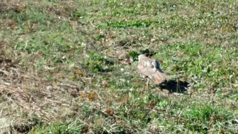 [Hearth.com] Red tailed hawk