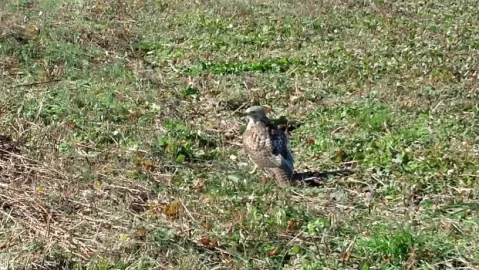 [Hearth.com] Red tailed hawk