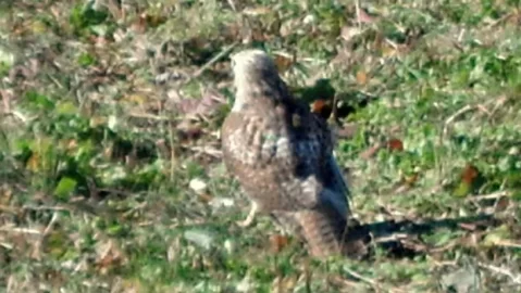 [Hearth.com] Red tailed hawk