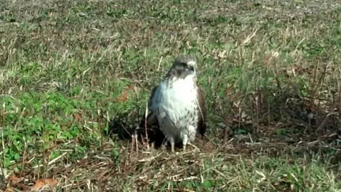 [Hearth.com] Red tailed hawk