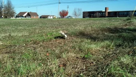 [Hearth.com] Red tailed hawk