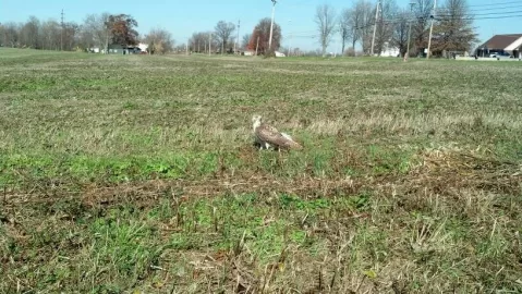 [Hearth.com] Red tailed hawk