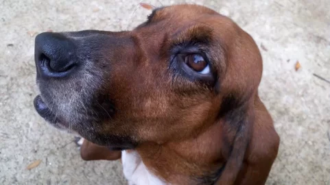 [Hearth.com] Lacey