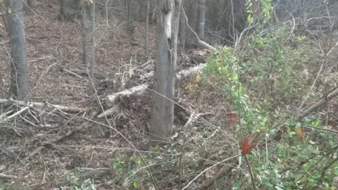 [Hearth.com] Downed Red Oak