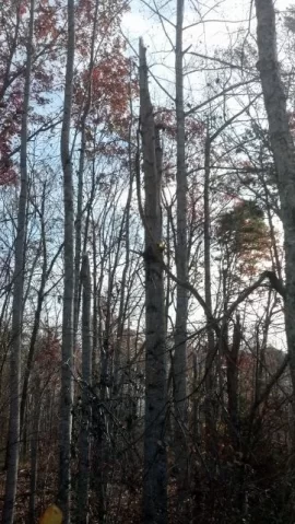 [Hearth.com] Downed Red Oak
