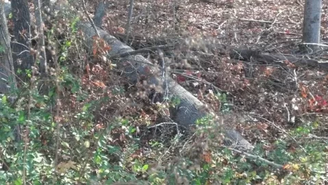 [Hearth.com] Downed Red Oak