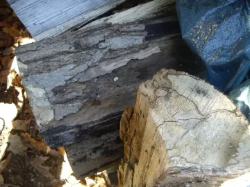 [Hearth.com] Wood ID in western Massachusstes
