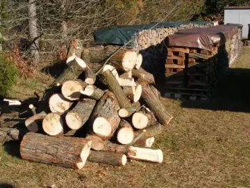 [Hearth.com] Another observation about Silver Maple