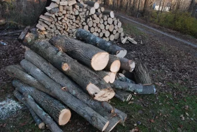 [Hearth.com] More Free Wood