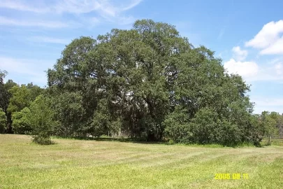 [Hearth.com] Live Oak