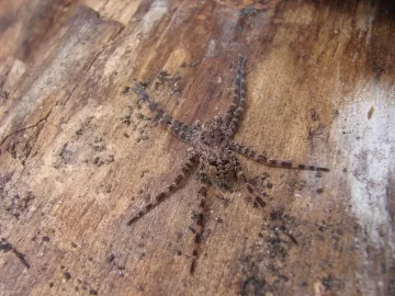 [Hearth.com] Pennsylvania Fishing Spider