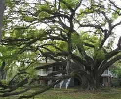 [Hearth.com] Live Oak