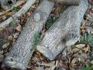 [Hearth.com] Wood ID in western Massachusstes