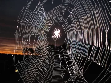 [Hearth.com] Pennsylvania Fishing Spider
