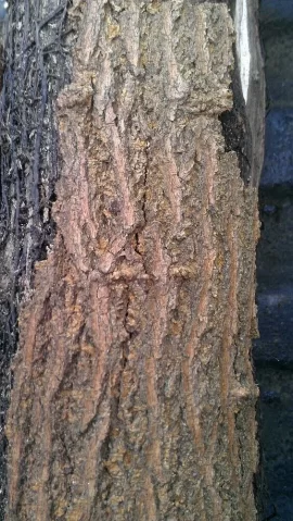 [Hearth.com] wood id help please with pics