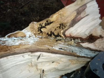 [Hearth.com] Ya Got To love Those Ants!